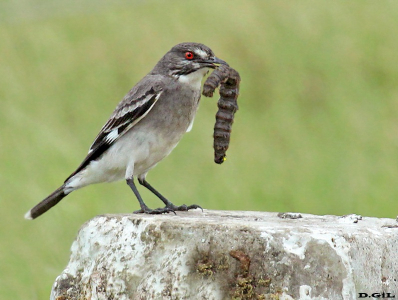VIUDITA GRIS (Nengetus cinereus) - Paso Mauricio - SAN JOSÈ (Noviembre 2011)
